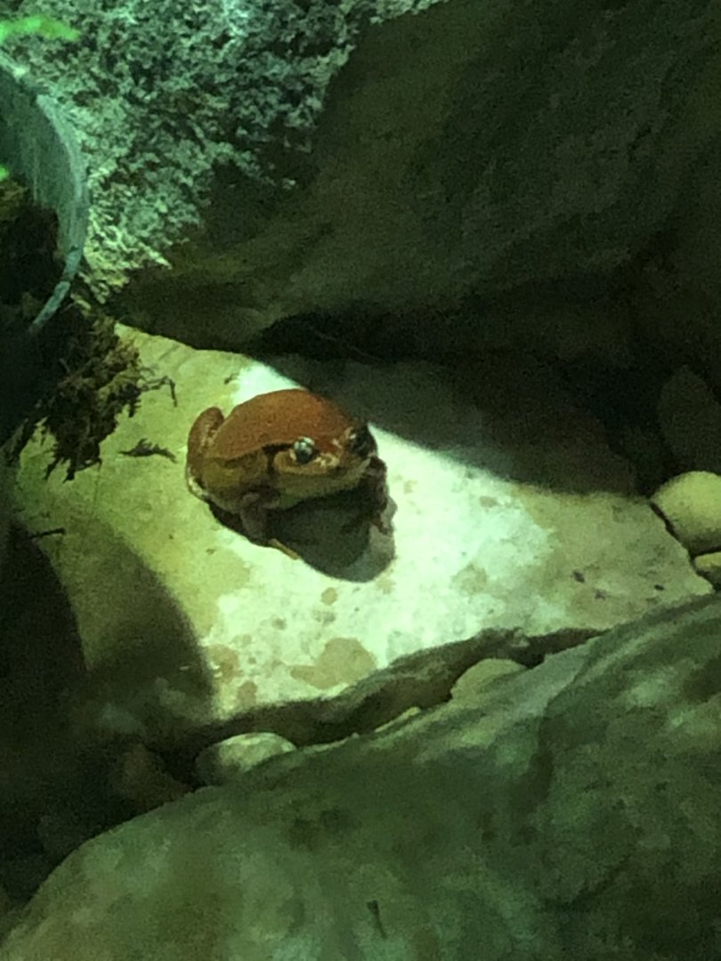 Tomato Frog