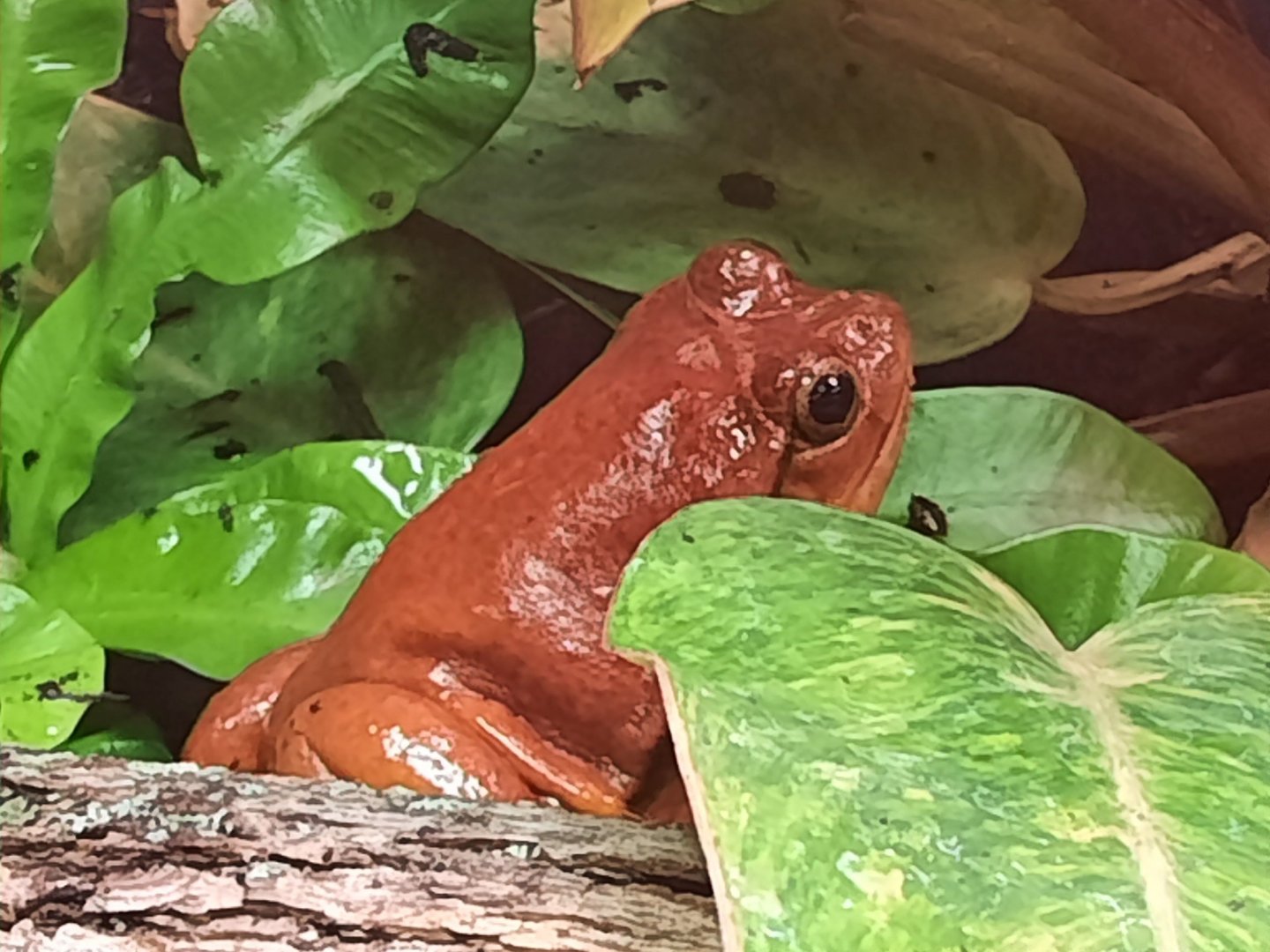 Tomato Frog