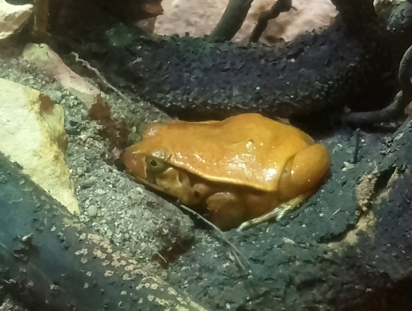 Tomato frog