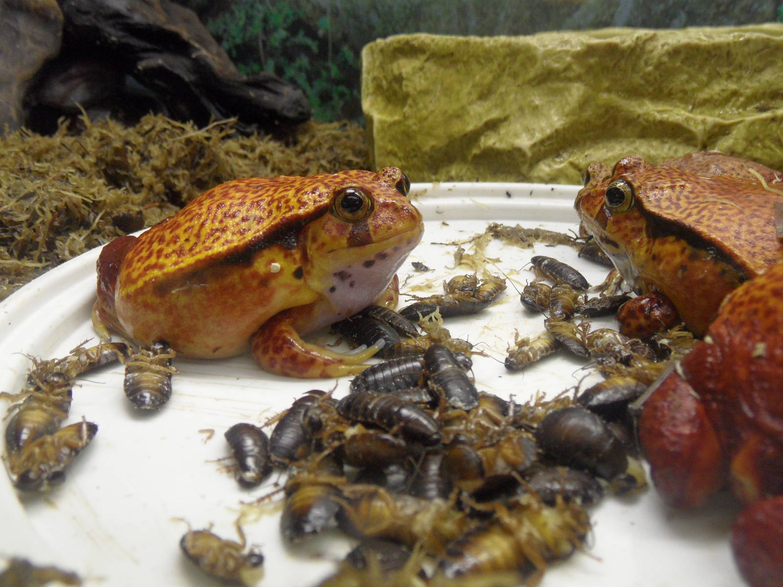Tomato frogs, trained to eat dead food