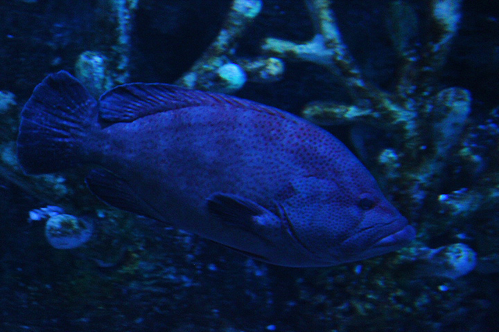 Tomato hind (Cephalopholis sonnerati) - BXSea