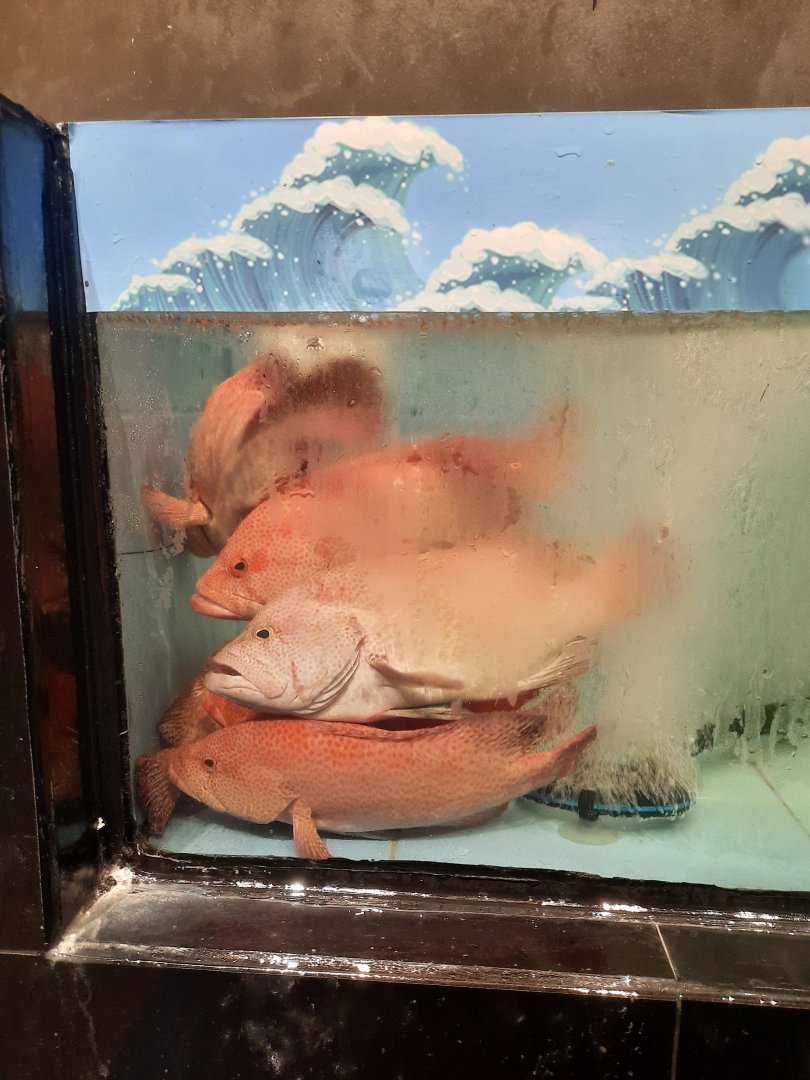 tomato hind (cephalopholis sonnerati)