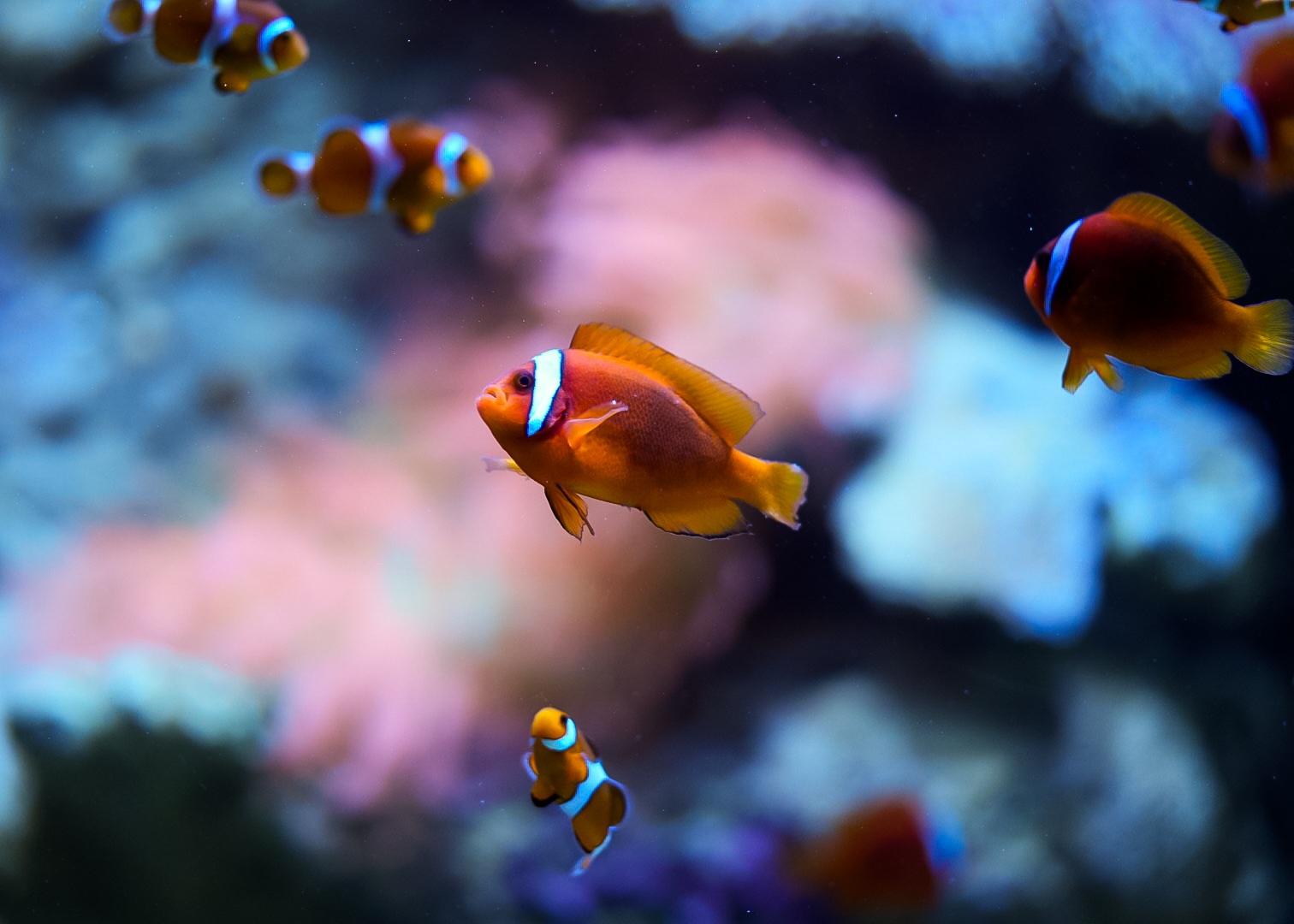 Tomato & Ocellaris Clownfishes