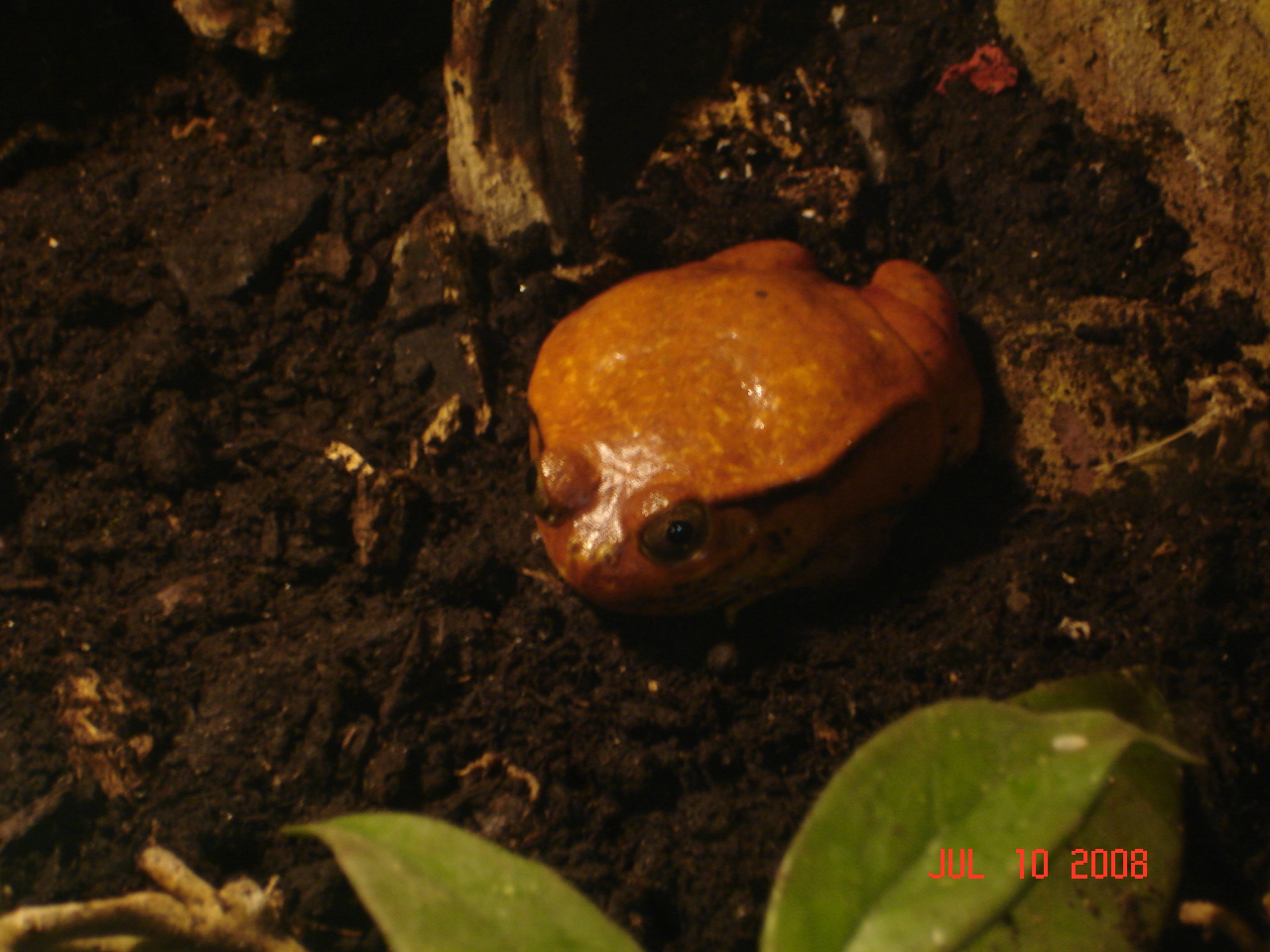 Tomatoe frog - Dyscophus antongilii