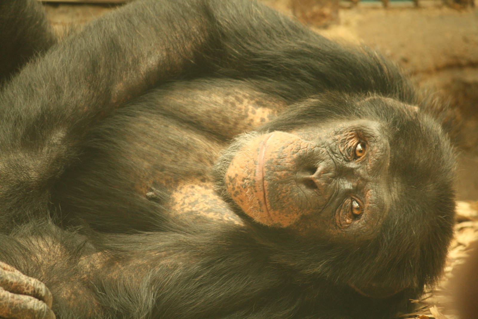 Tombe - 30 July 2010
