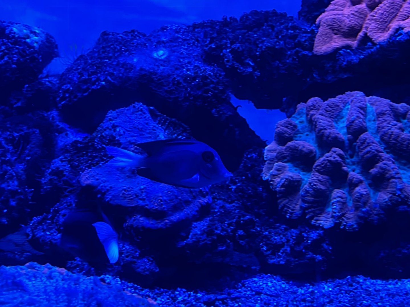 tomini surgeonfish (ctenochaetus tominiensis) (1)