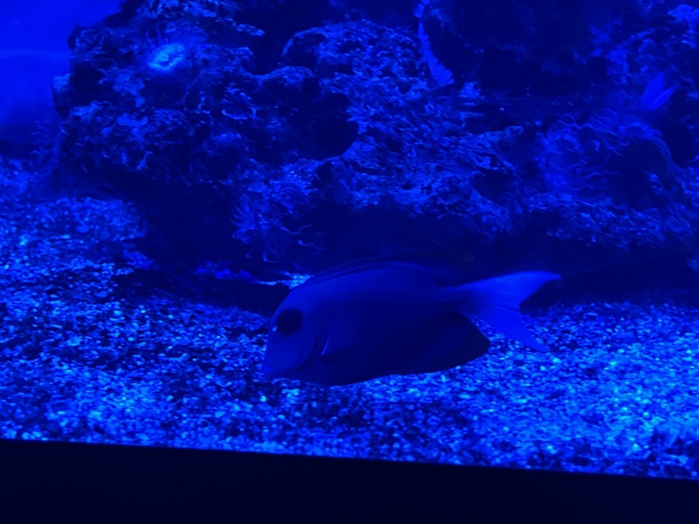tomini surgeonfish (ctenochaetus tominiensis) (2)