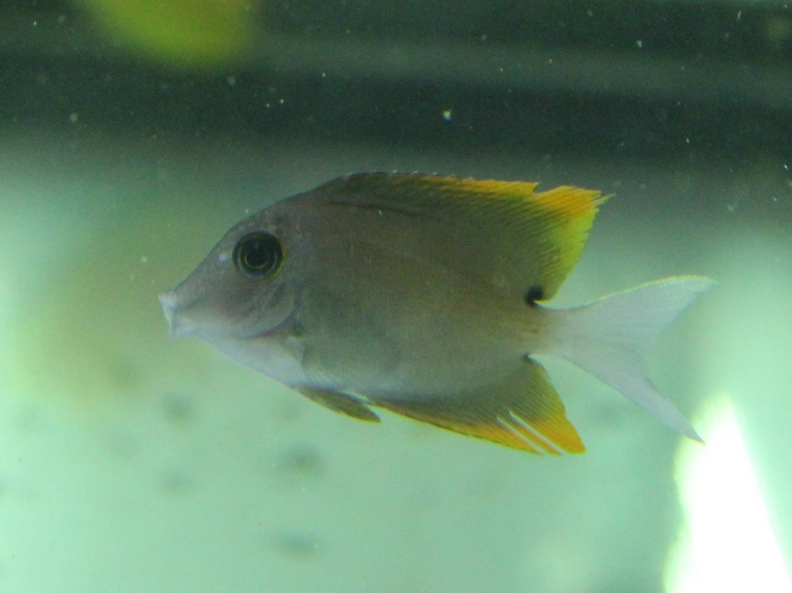 Tomini Surgeonfish (Ctenochaetus tominiensis)