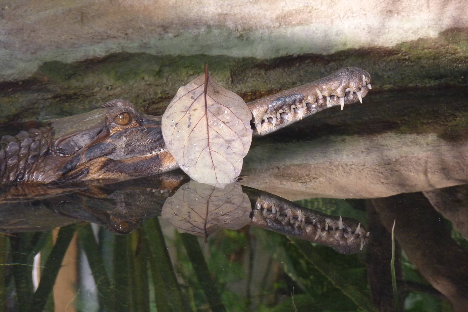 Tomistoma, 19 January 2014