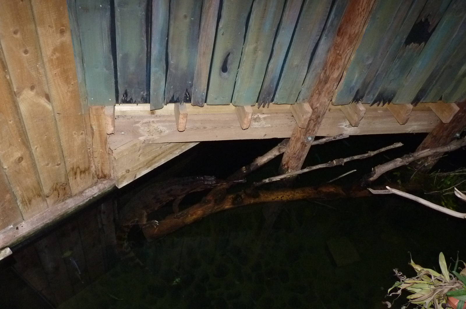 Tomistoma, 23 January 2013