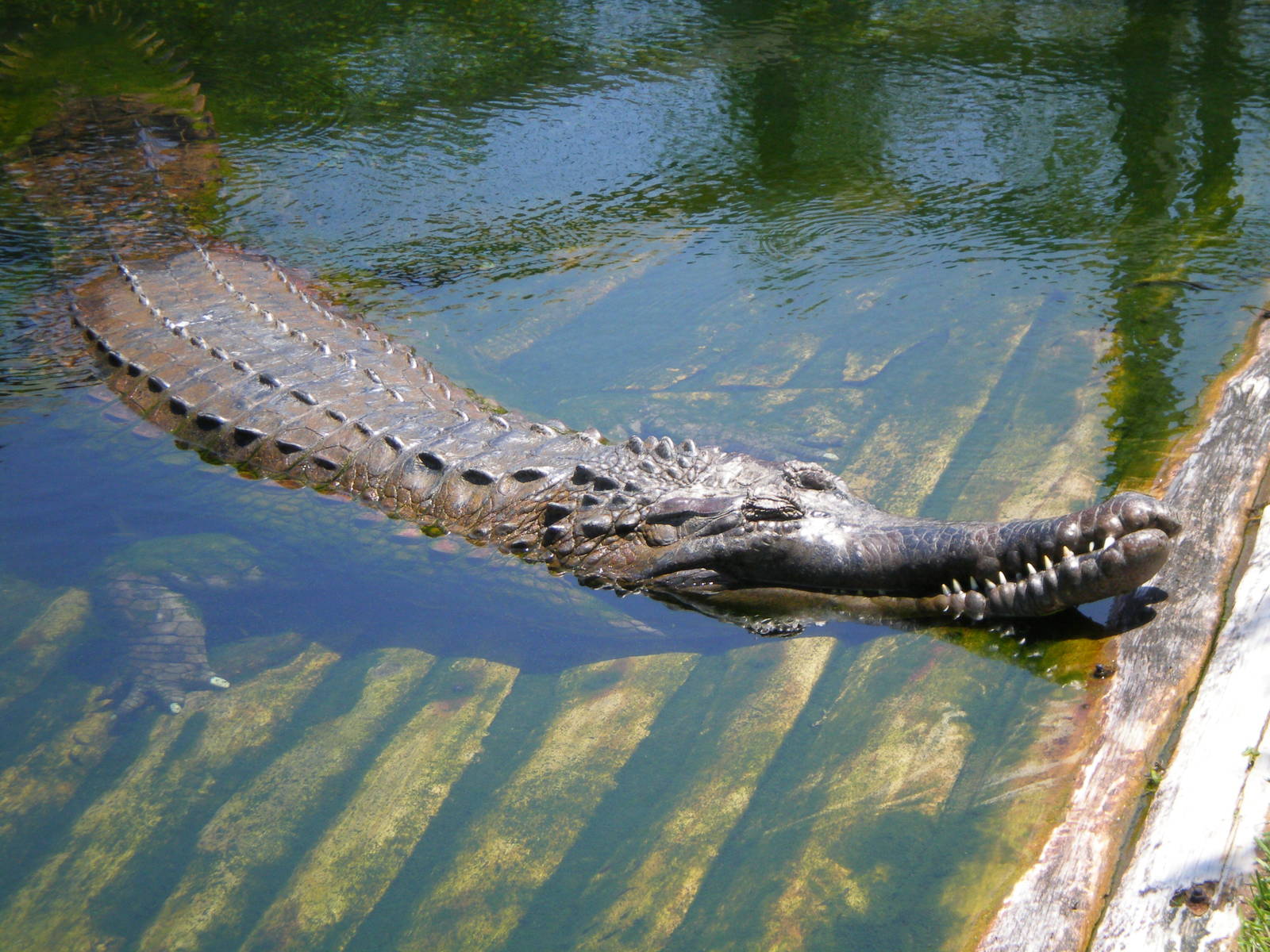 Tomistoma- AA JUN08 IX