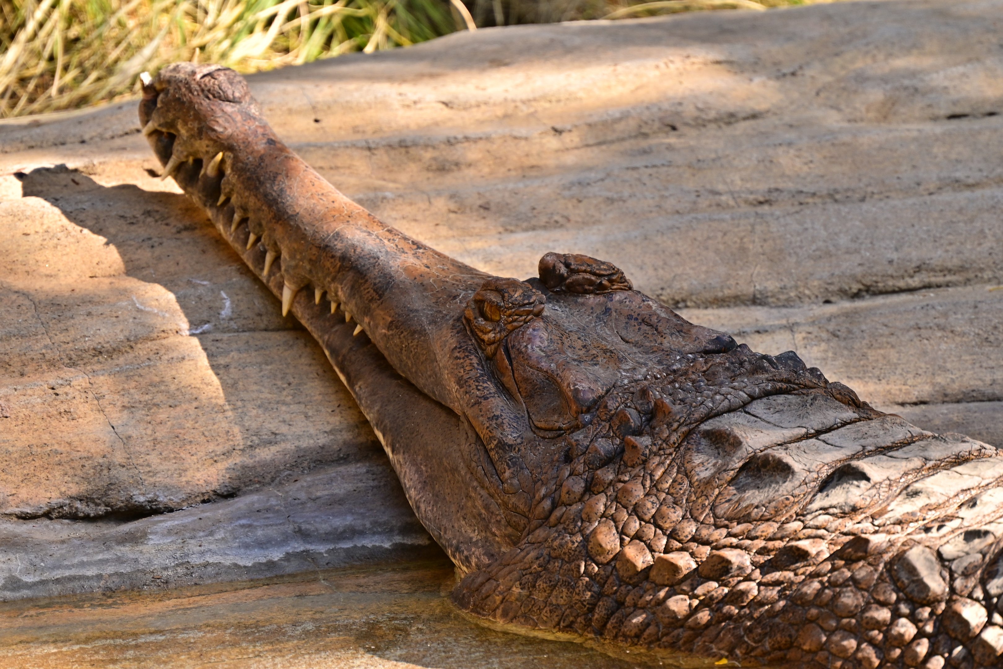 Tomistoma aka False Gharial