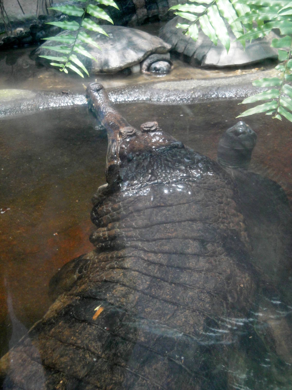 Tomistoma and Asian Turtles