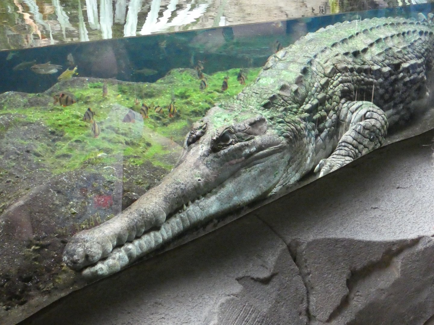 Tomistoma by window