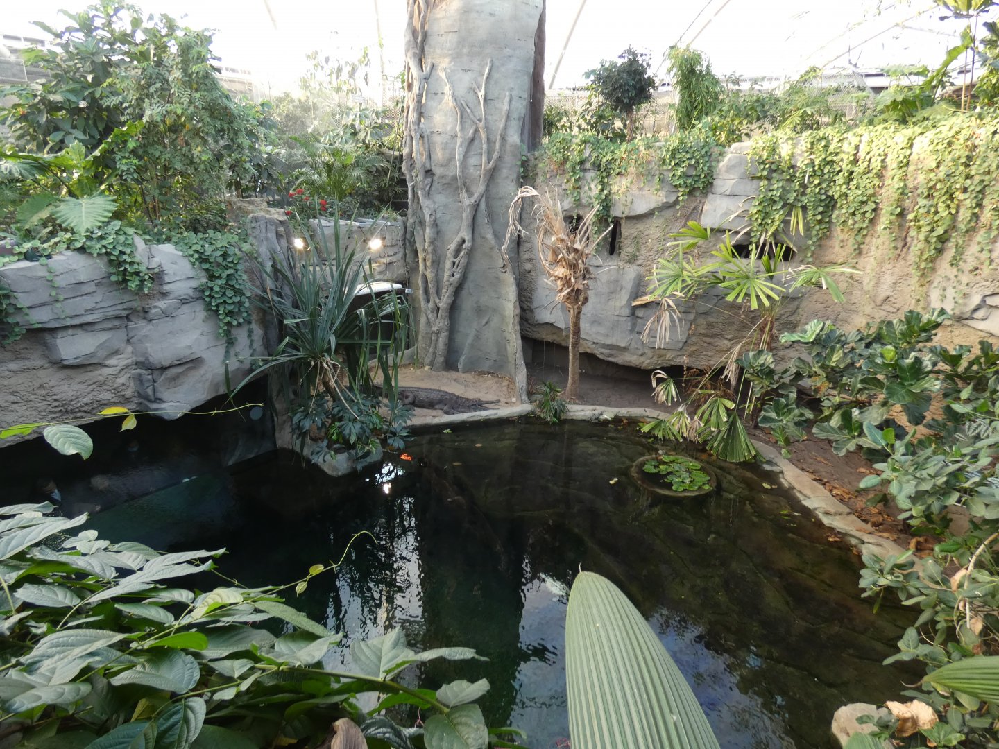 Tomistoma enclosure from above