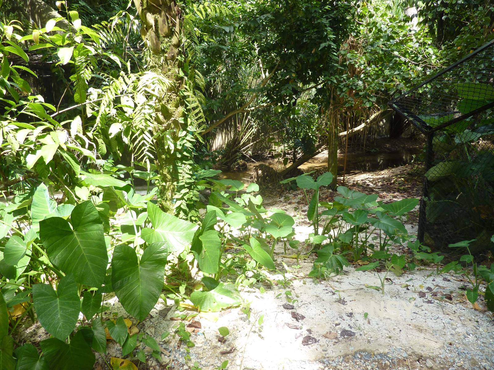 Tomistoma enclosure, May 2013