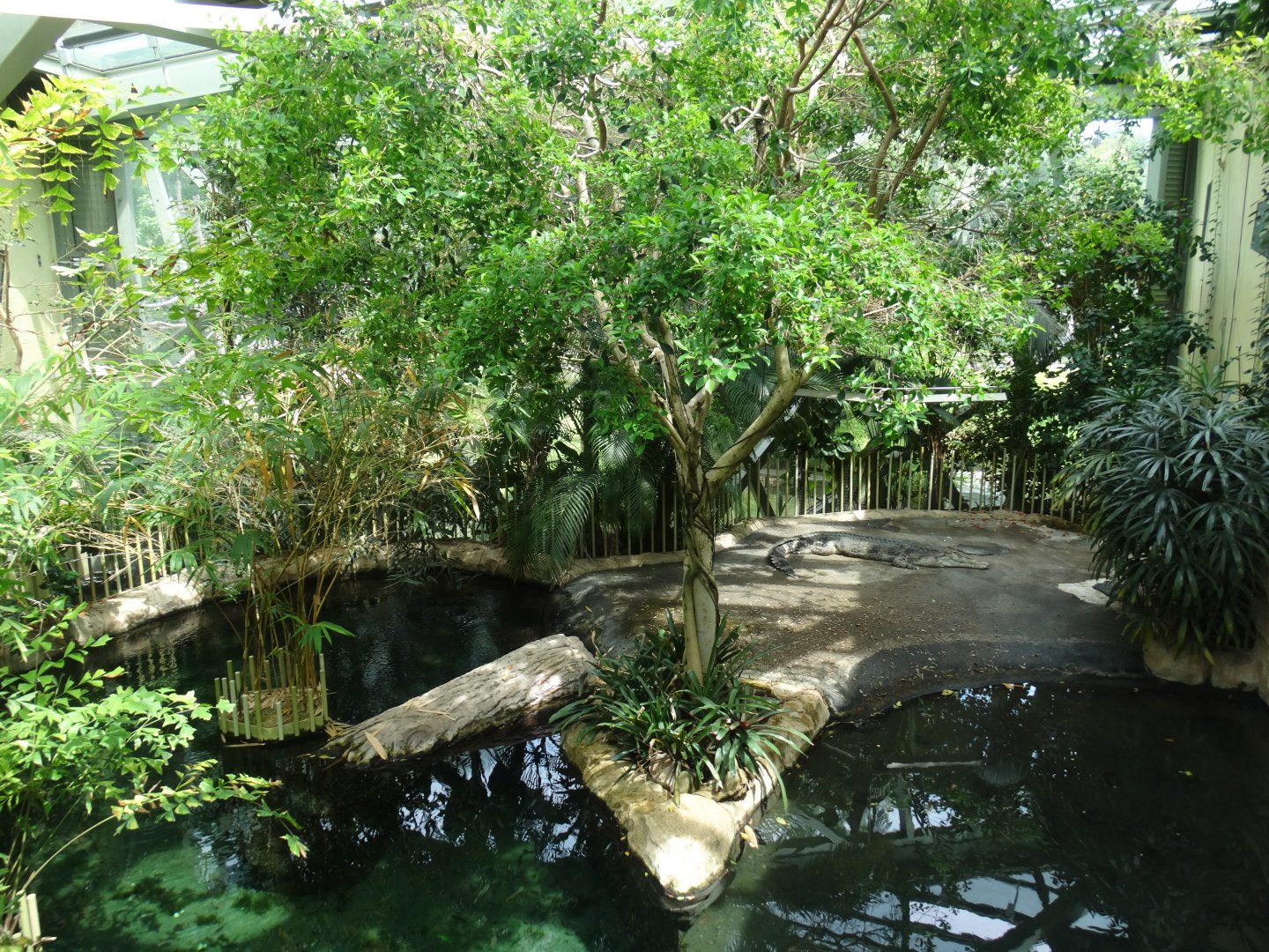 tomistoma enclosure, prof. brandes haus