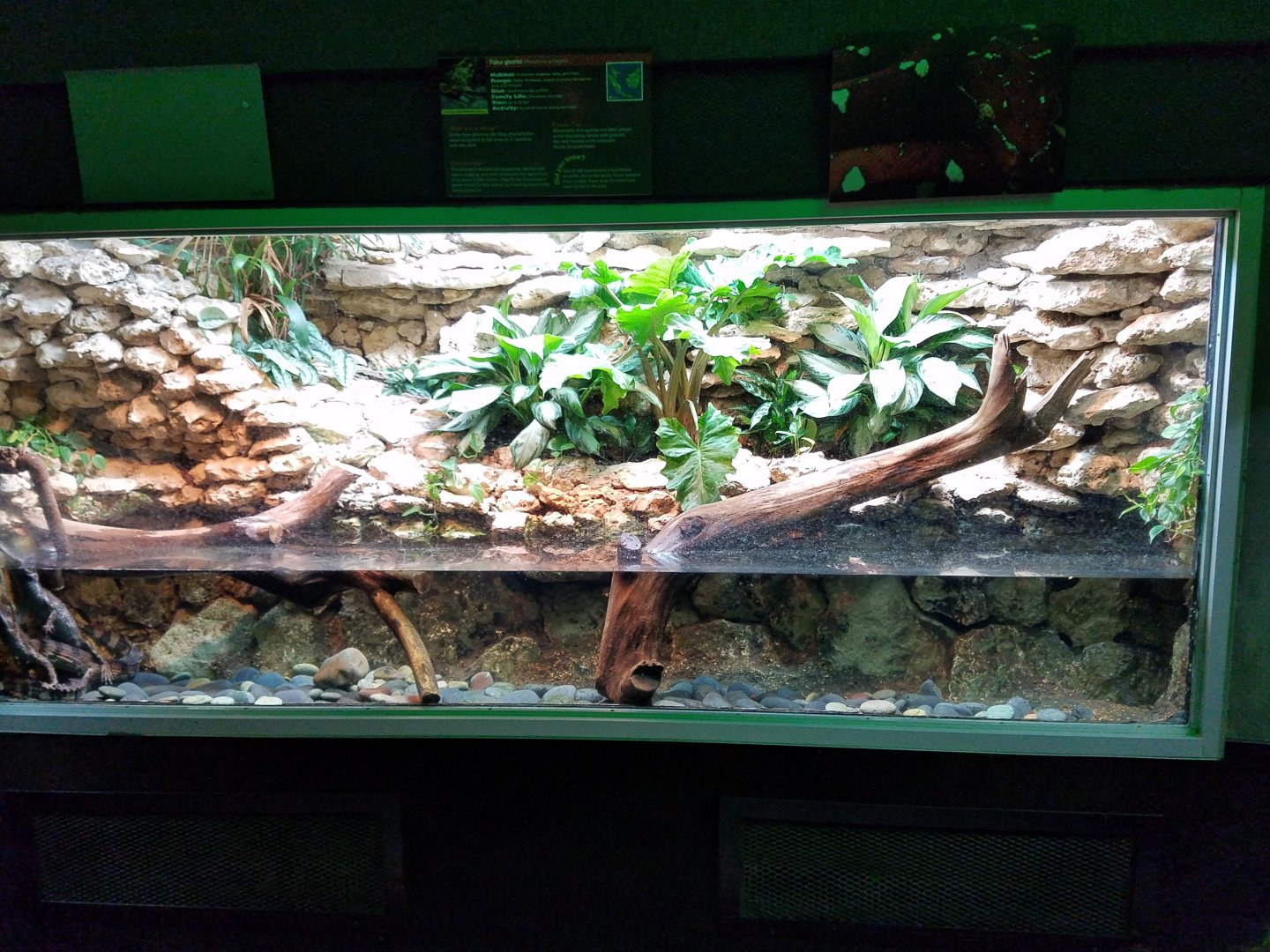 Tomistoma Enclosure