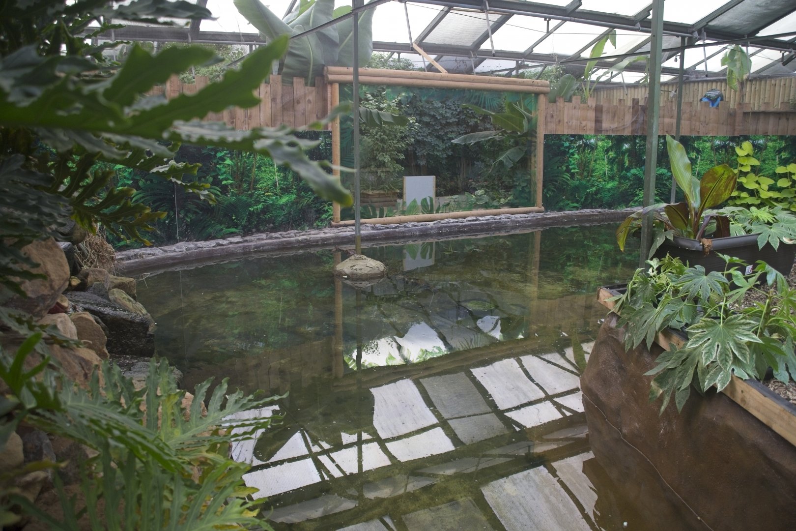 Tomistoma enclosure.