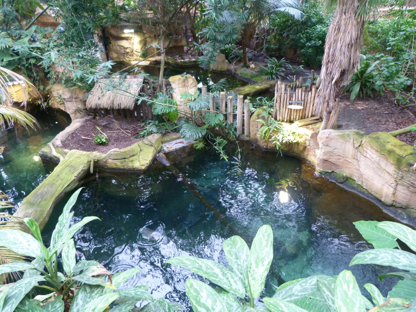 Tomistoma exhibit -ZooParc de Beauval (2025)