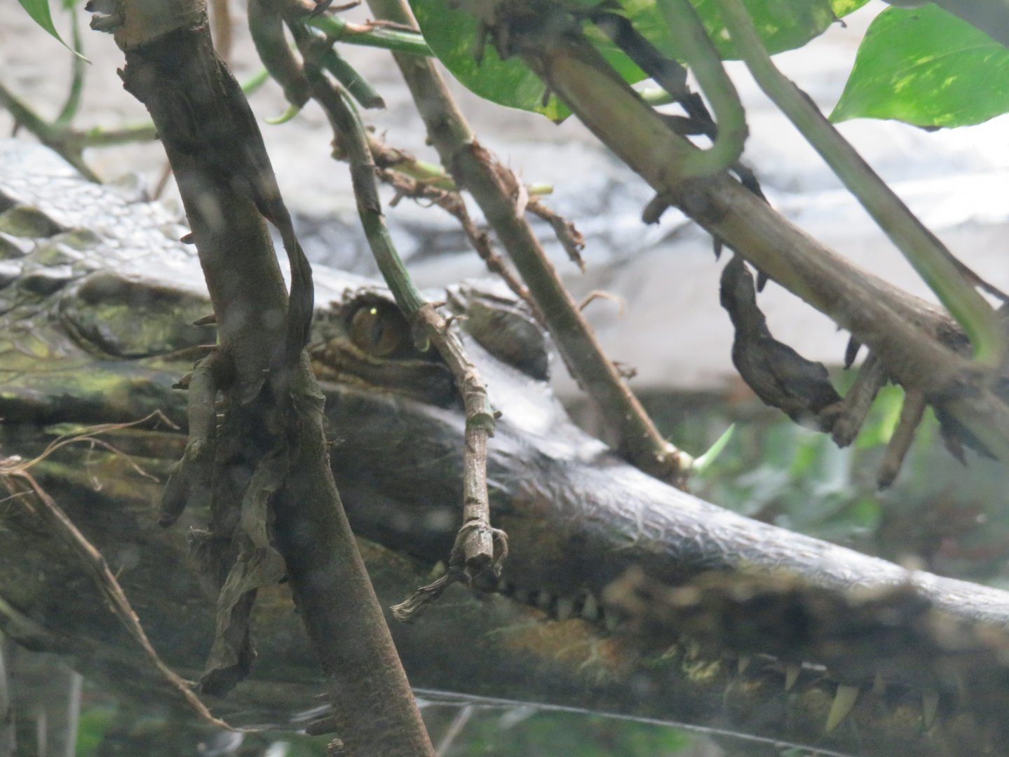 Tomistoma (False gharial)