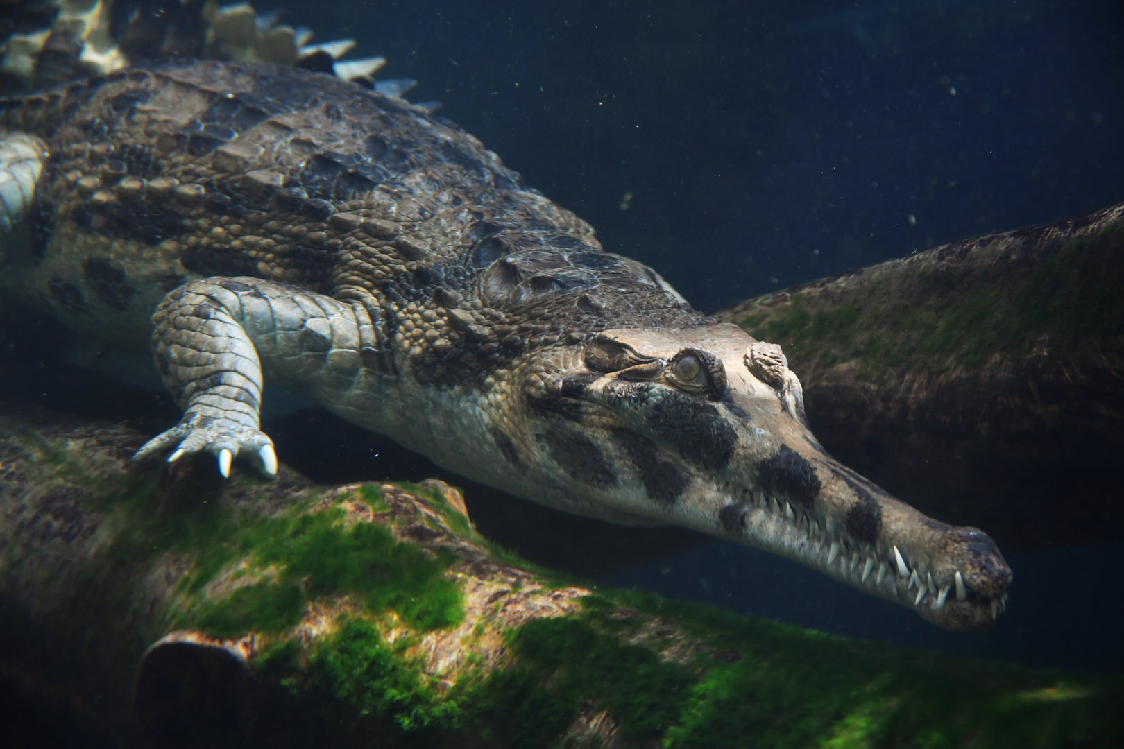 Tomistoma schlegeli