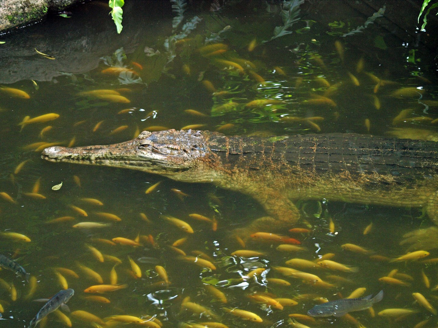 Tomistoma schlegelii