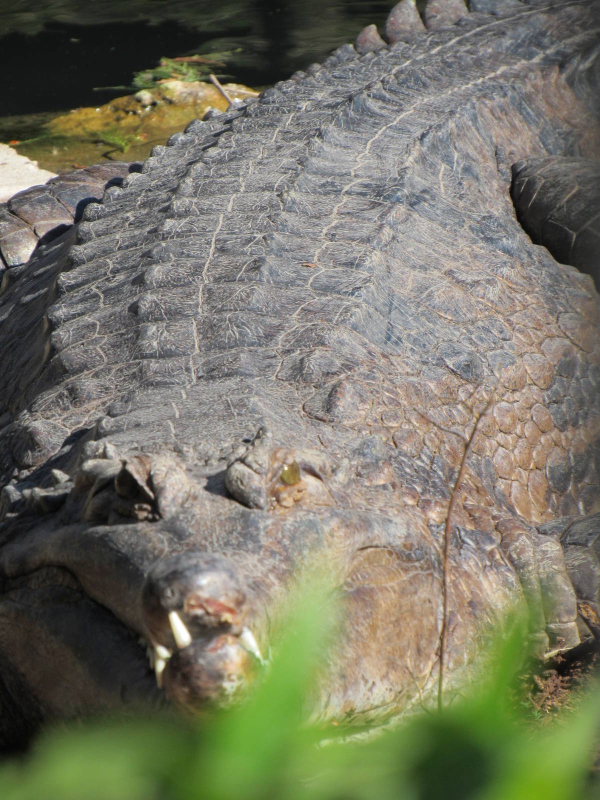 Tomistoma (Sunda Gharial)
