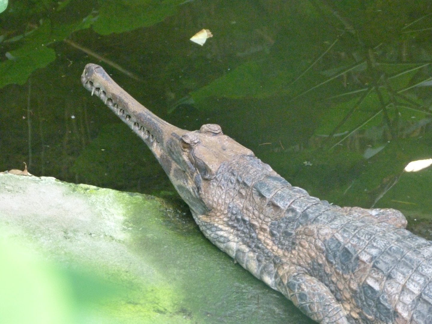 Tomistoma -Tierpark Berlin (2024)