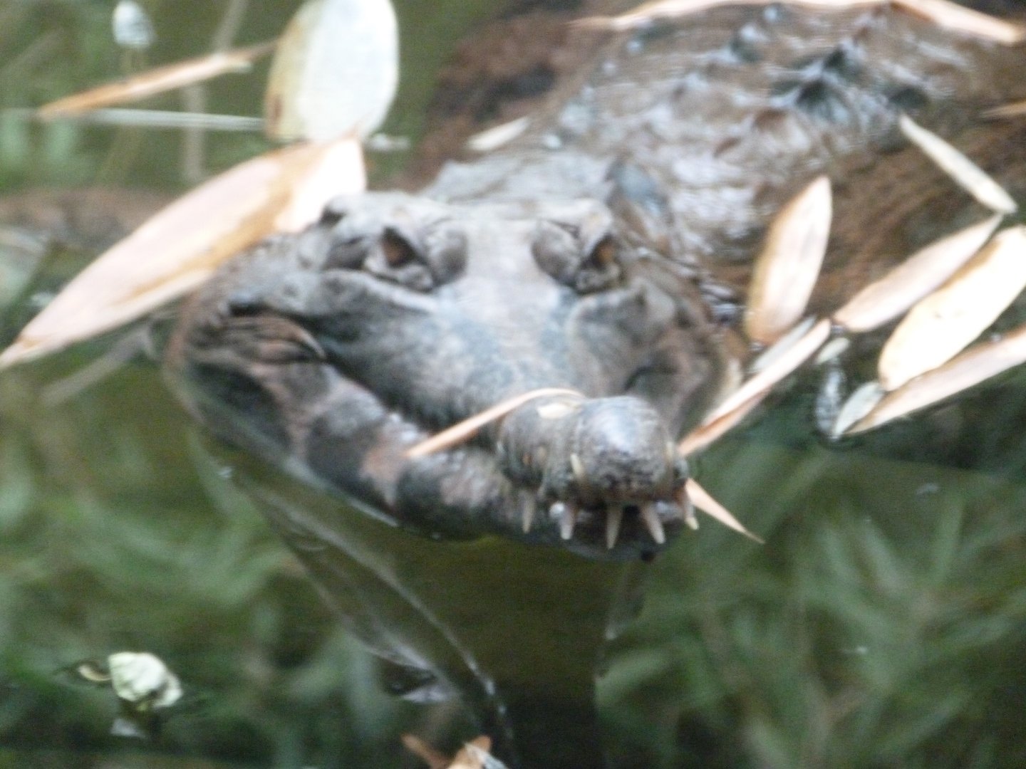 Tomistoma -Tierpark Berlin (2024)