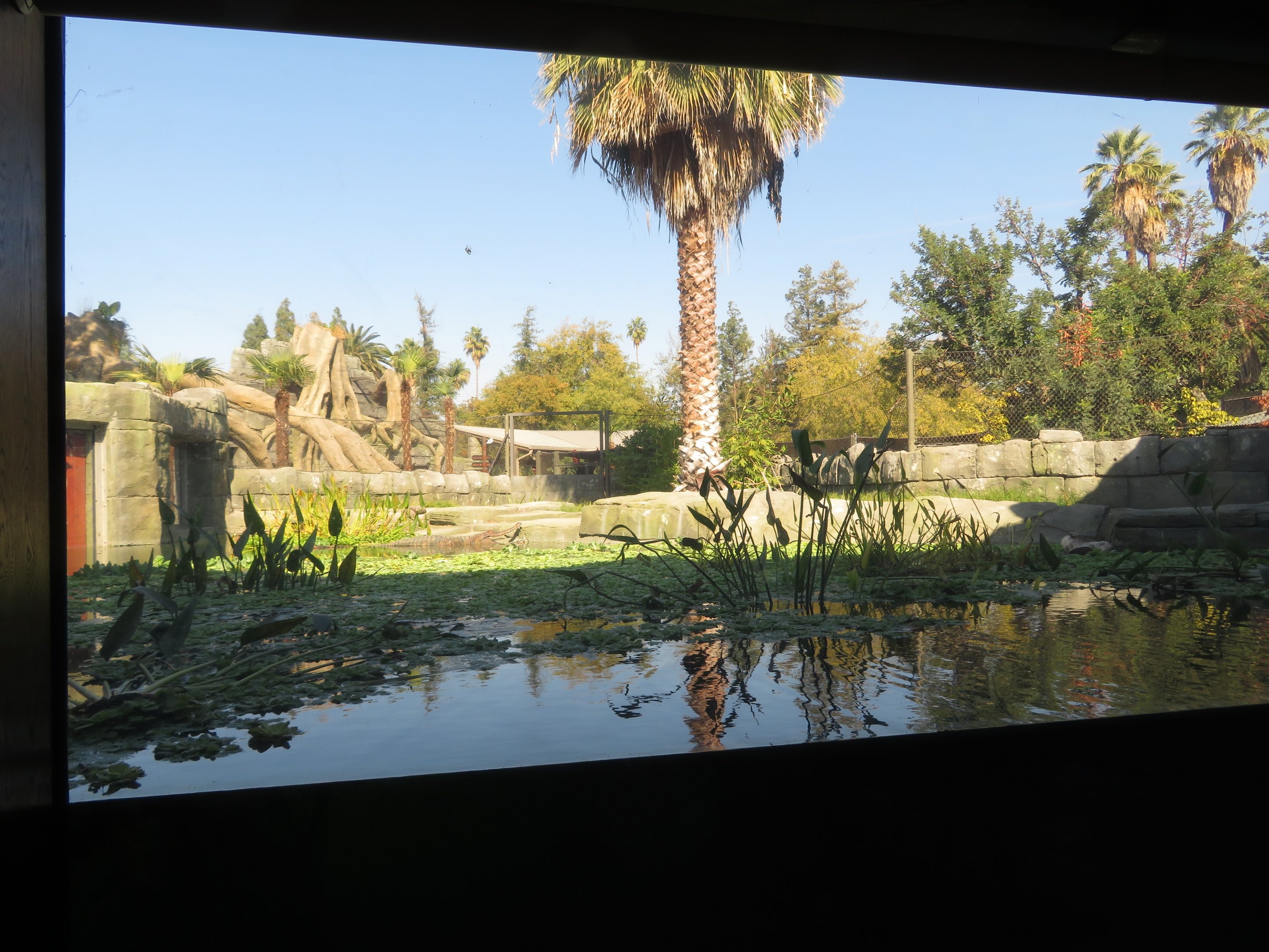 Tomistoma/Turtle Exhibit