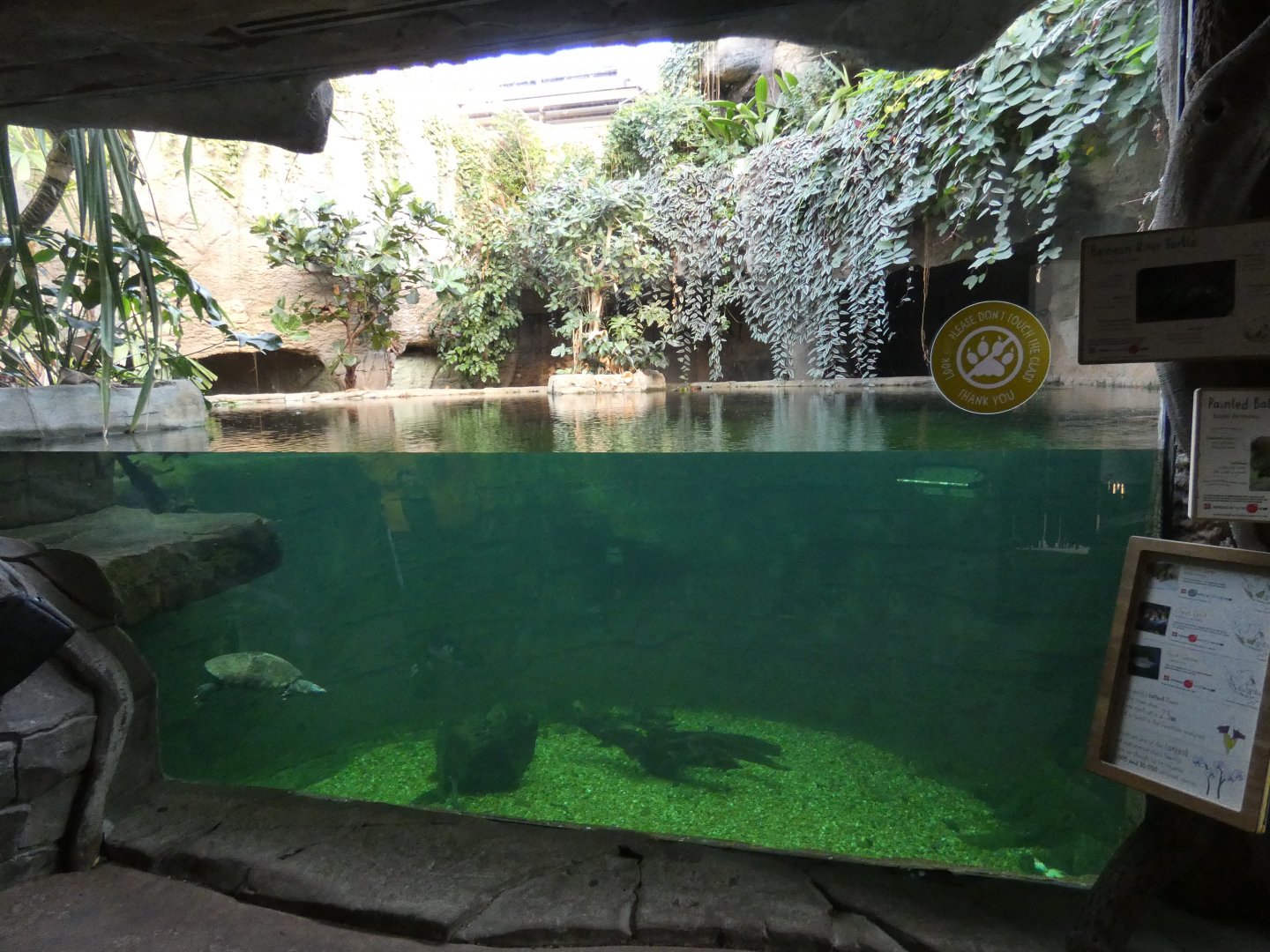Tomistoma underwater viewing area