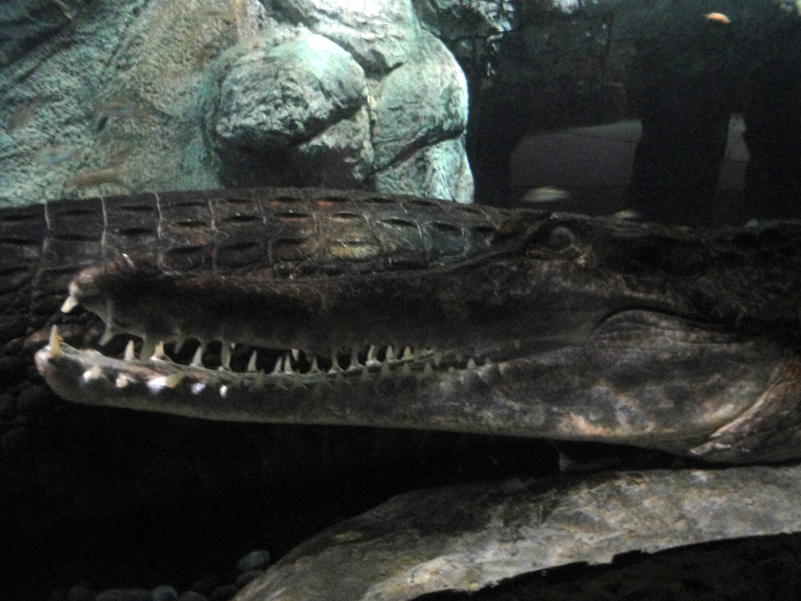 Tomistoma