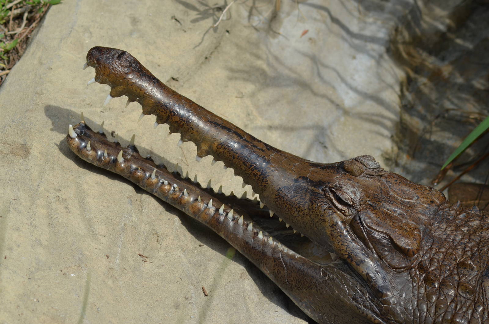 Tomistoma