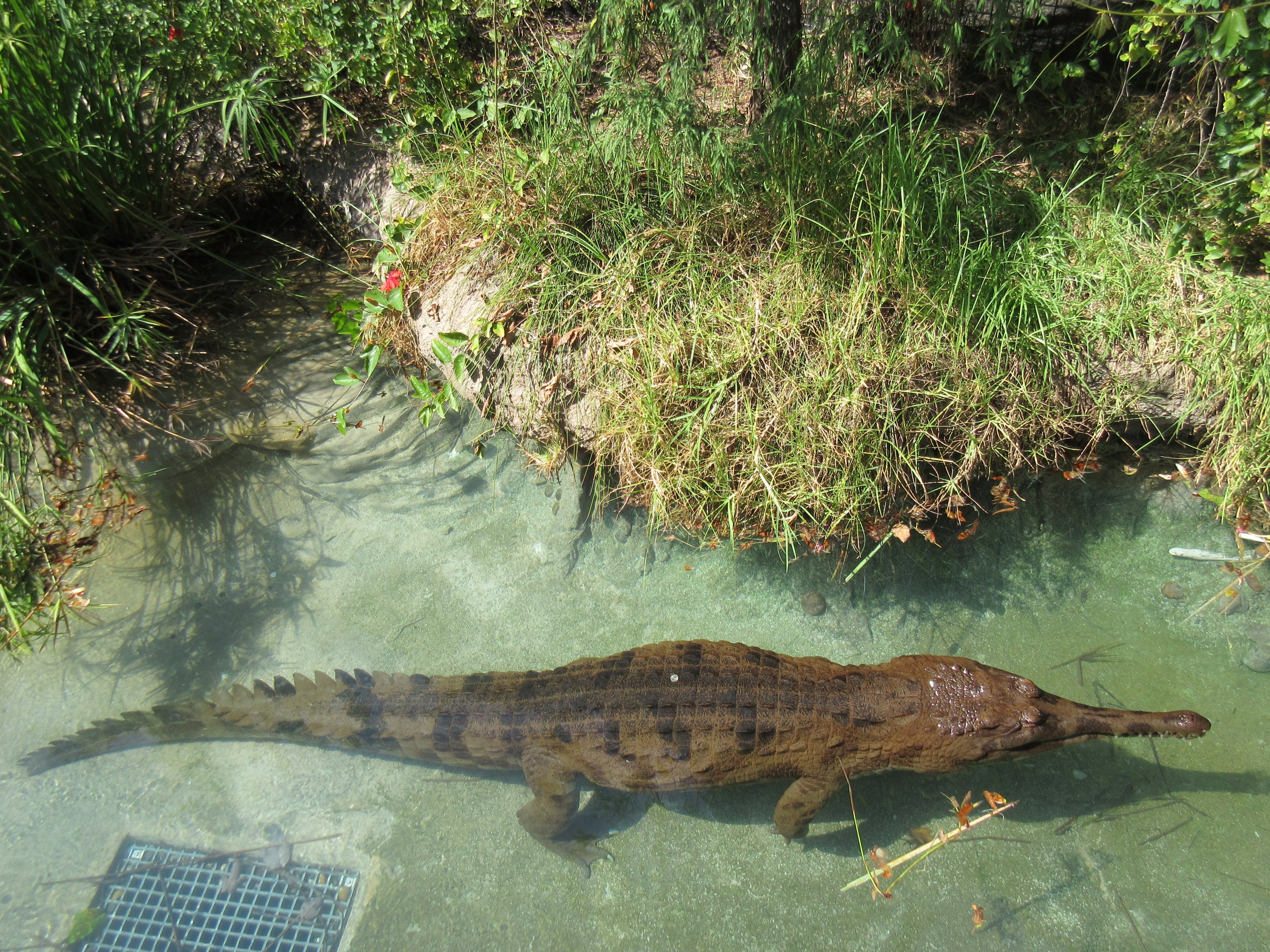 Tomistoma