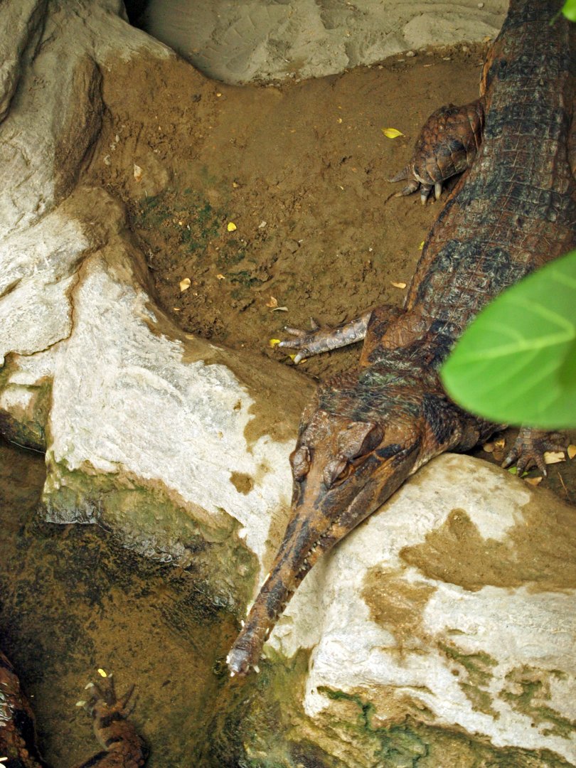 Tomistoma