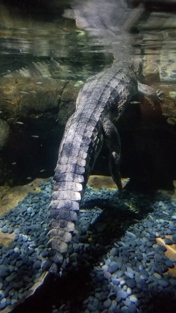 Tomistoma