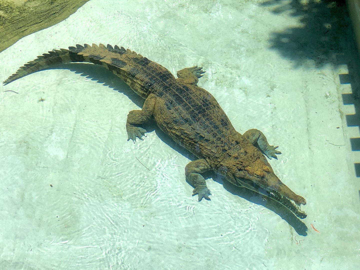 Tomistoma