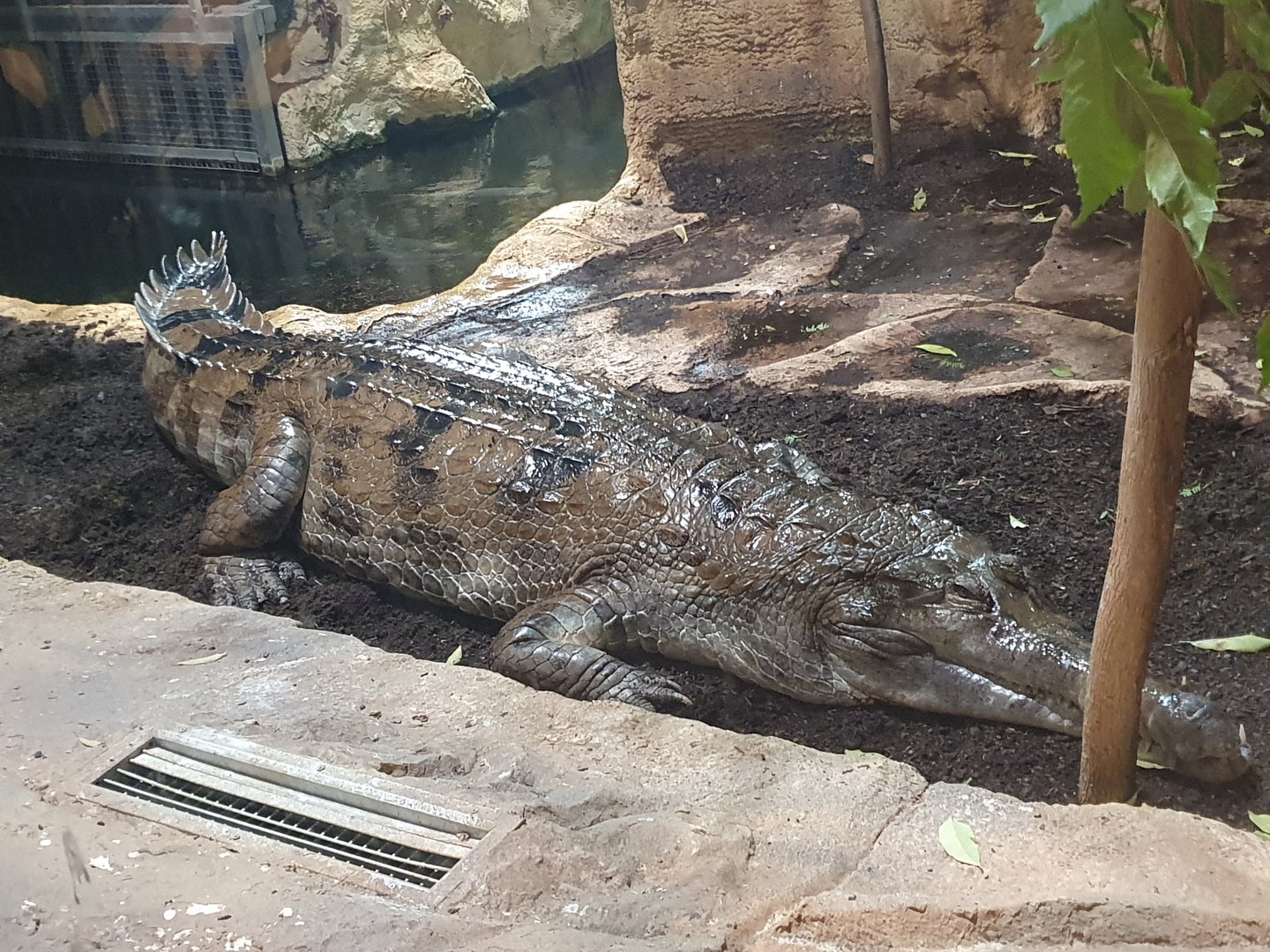 Tomistoma