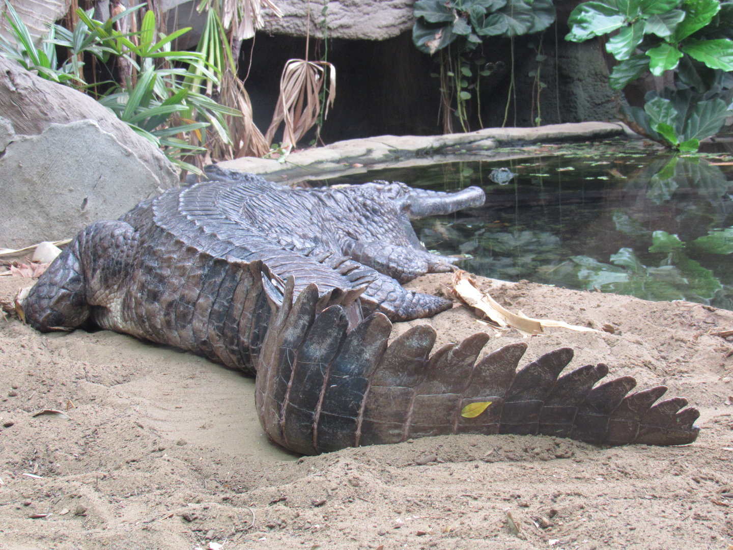 Tomistoma