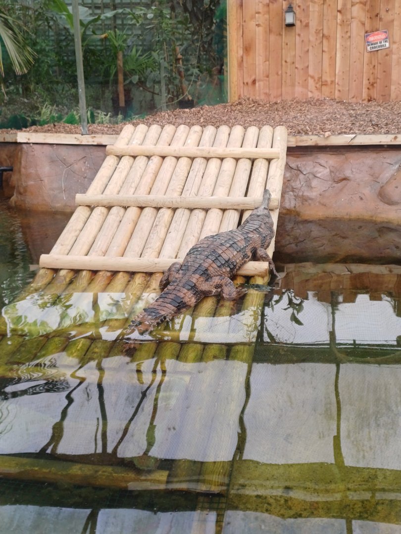 Tomistoma