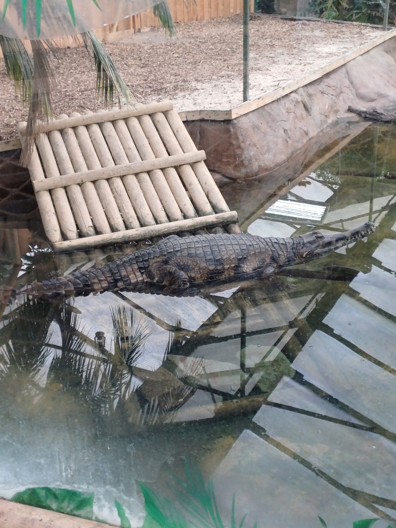 Tomistoma
