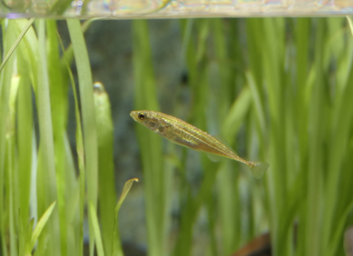 Tomiyo freshwater type (Pungitius sp. 1) - Uozu Aquarium