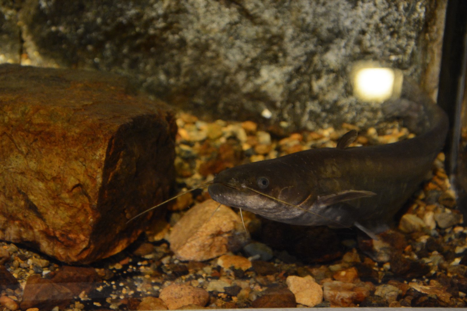 Tomoda’s catfish (Silurus tomodai)
