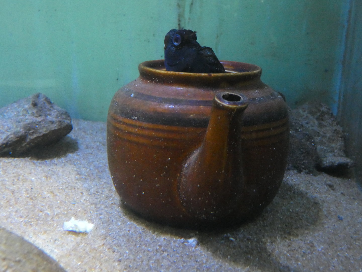 Tompot blenny - Anglesey Sea Zoo