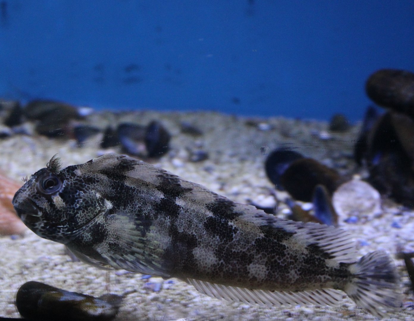 Tompot blenny - Parablenius gattorugine