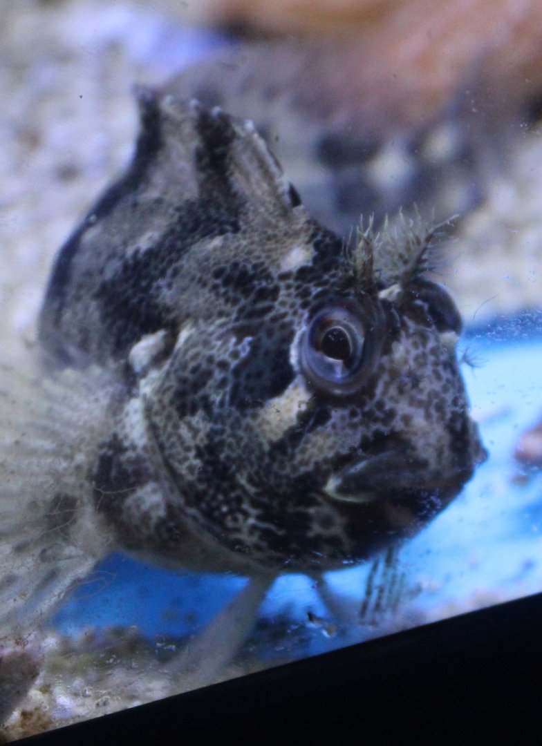 Tompot blenny - Parablennius gattorugine