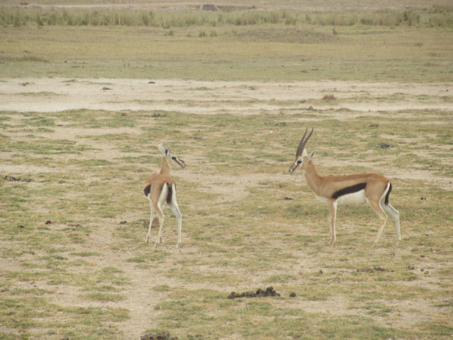 Tomson's gazelles