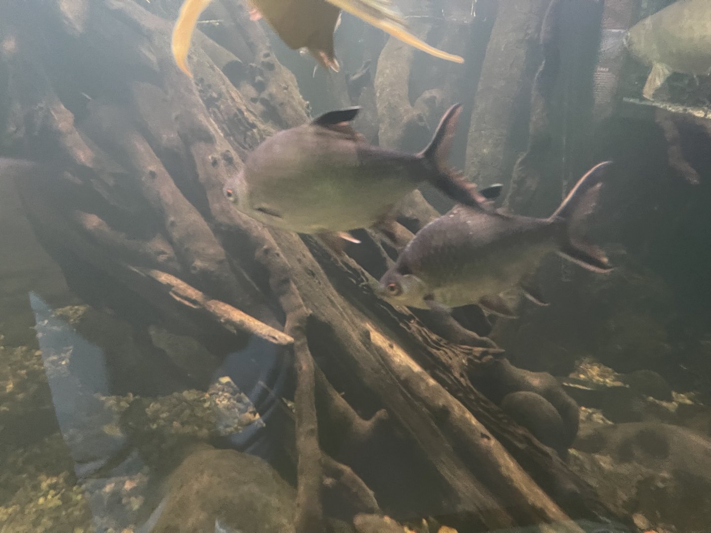 tonfoil barb (barbonymus schwanefeldii) - dunia air tawar