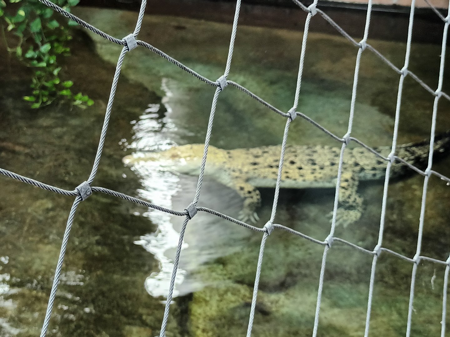 Tong the white Saltwater Crocodile